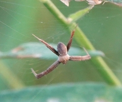 Argiope aemula
