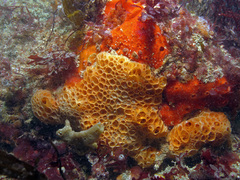 Hemimycale columella