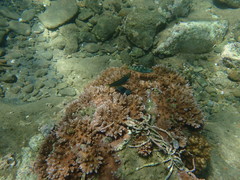 Thalassoma hebraicum