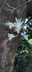 Dendrobium herbaceum