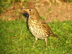Turdus philomelos