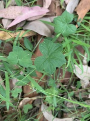 Hydrocotyle acutiloba