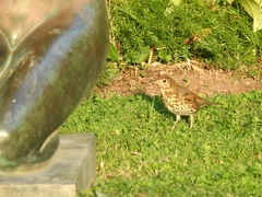 Turdus philomelos