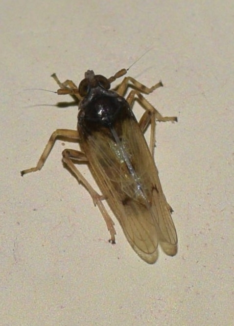 Waterhyacinth Planthopper