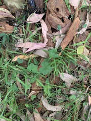 Hydrocotyle acutiloba