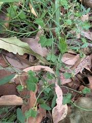 Hydrocotyle acutiloba