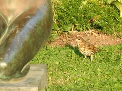 Turdus philomelos