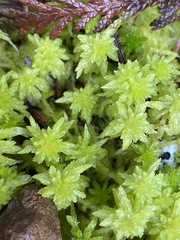 Sphagnum pacificum