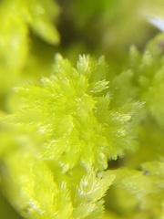 Sphagnum pacificum
