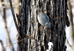 Sitta europaea albifrons