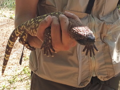 Beaded Lizard photo 3