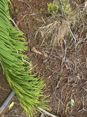 Araucaria columnaris