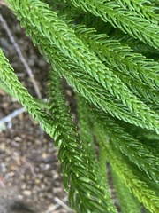 Araucaria columnaris