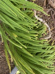 Araucaria columnaris