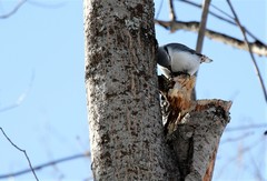 Sitta europaea albifrons