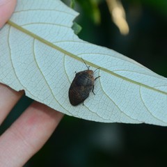 Coleotichus artensis