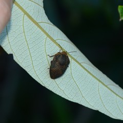 Coleotichus artensis