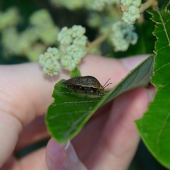 Coleotichus artensis