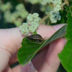 Coleotichus artensis