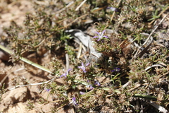 Wahlenbergia subulata