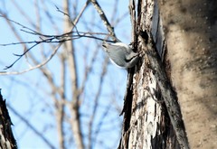 Sitta europaea albifrons