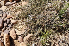 Wahlenbergia subulata