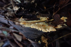Hydnophlebia