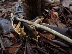Hydnophlebia
