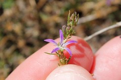 Wahlenbergia subulata