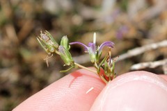Wahlenbergia subulata