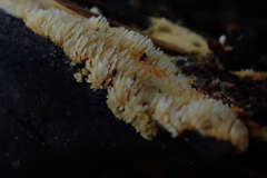 Hydnophlebia