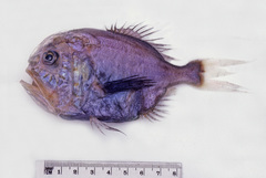 Hoplostethus melanopus