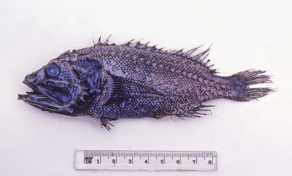 Black deepsea scorpionfish (Ectreposebastes niger) — Setarchidae