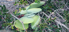 Kalanchoe thyrsiflora