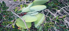 Kalanchoe thyrsiflora