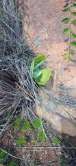 Kalanchoe thyrsiflora
