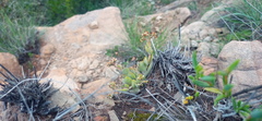 Crassula lanuginosa