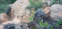 Crassula lanuginosa