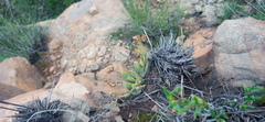 Crassula lanuginosa