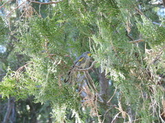Setophaga coronata