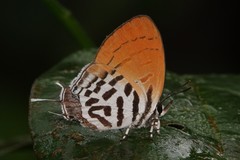 Drupadia ravindra moorei