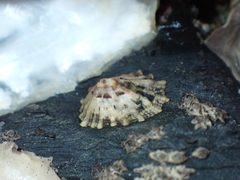 Patelloida corticata