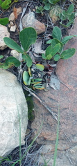 Kalanchoe thyrsiflora