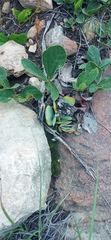 Kalanchoe thyrsiflora
