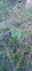 Kalanchoe thyrsiflora