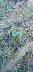 Kalanchoe thyrsiflora