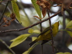 Cardellina pusilla