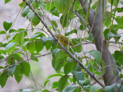 Cardellina pusilla
