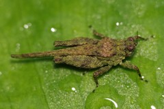 Lamellitettigodes contractus