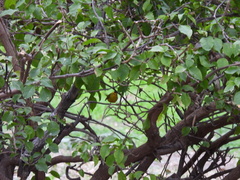 Cardellina pusilla